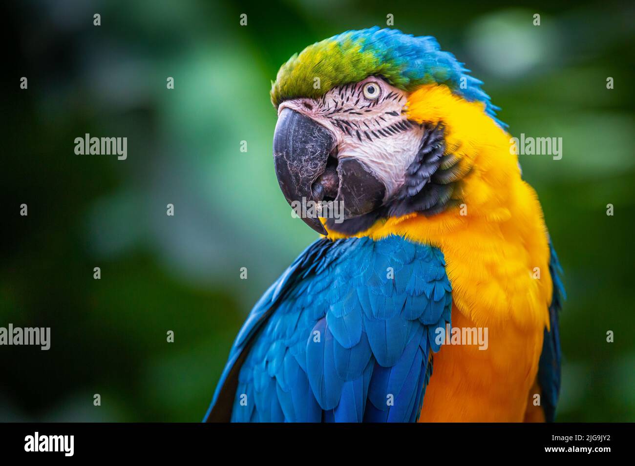 Perroquet de Macaw jaune et bleu à Pantanal regardant la caméra, Brésil Banque D'Images