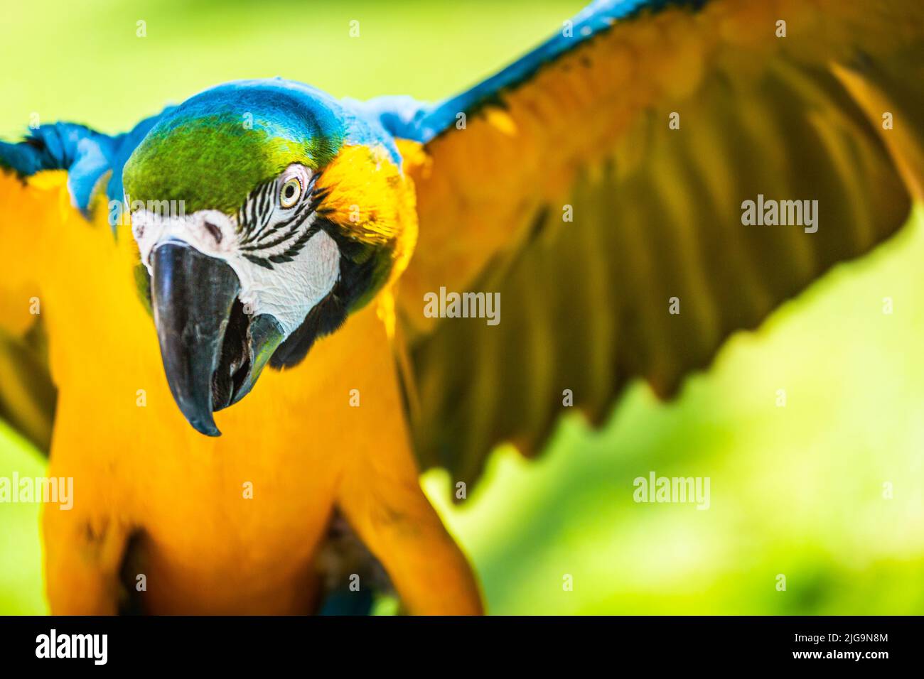 Perroquet de Macaw jaune et bleu avec ailes ouvertes chasse à Pantanal, Brésil Banque D'Images