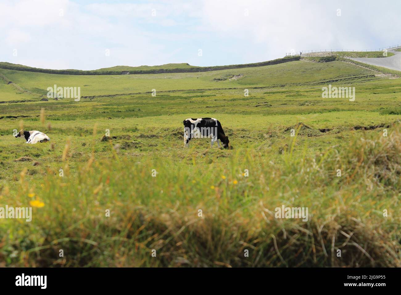 Vaches de Castlelyons Banque D'Images