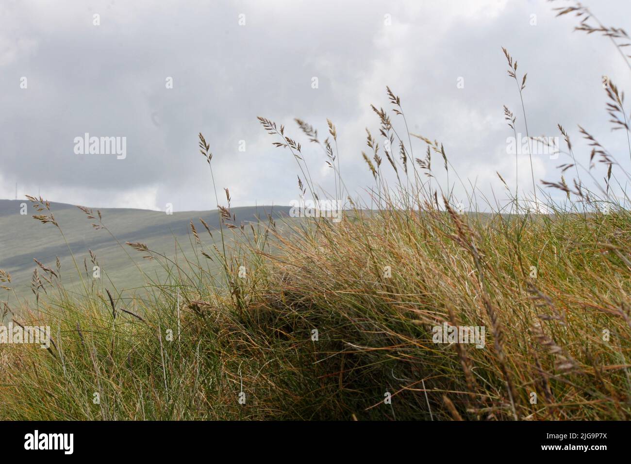 La campagne irlandaise, comté de Kerry, Irlande Banque D'Images