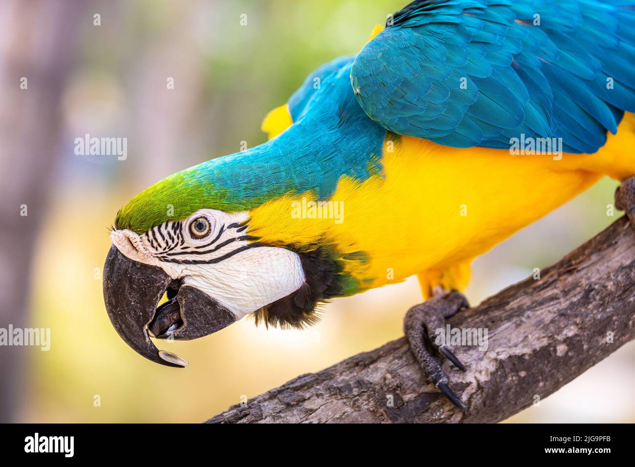 Perroquet de Macaw jaune et bleu sur arbre de branche à Pantanal, Brésil Banque D'Images
