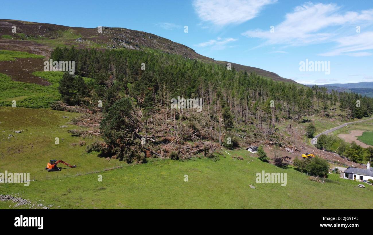 GLEN CLOVA, ÉCOSSE, Royaume-Uni - 07 juillet 2020 - des pins tombés après la tempête Arwen ont laissé 1 millions de mètres carrés de ces dégâts à travers l'Écosse Banque D'Images