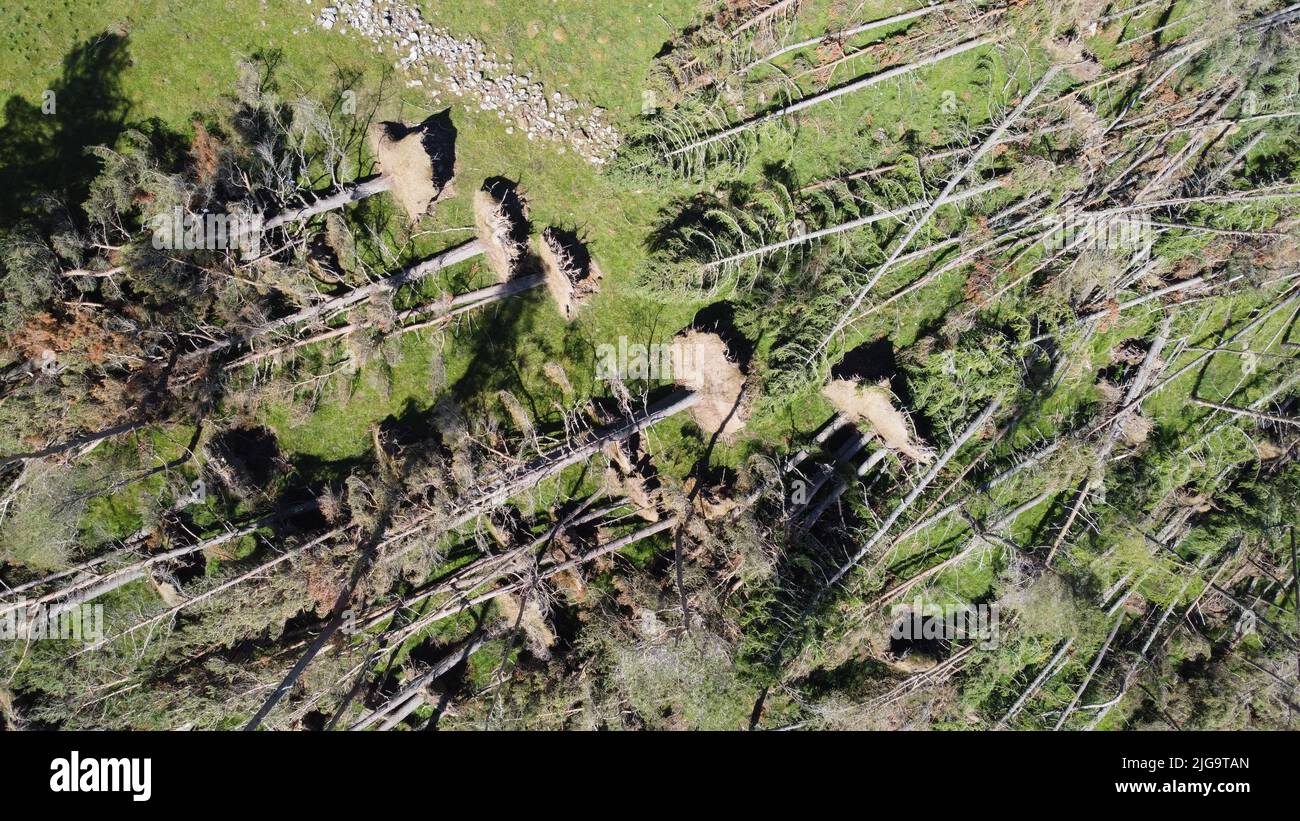 GLEN CLOVA, ÉCOSSE, Royaume-Uni - 07 juillet 2020 - des pins tombés après la tempête Arwen ont laissé 1 millions de mètres carrés de ces dégâts à travers l'Écosse Banque D'Images