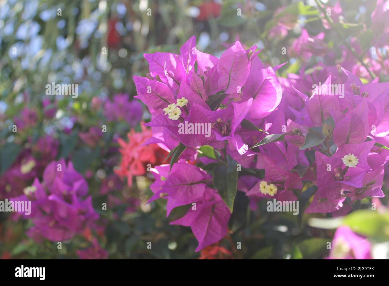 Fleurs tropicales à Bloom, Isla Mujeres, Mexique Banque D'Images