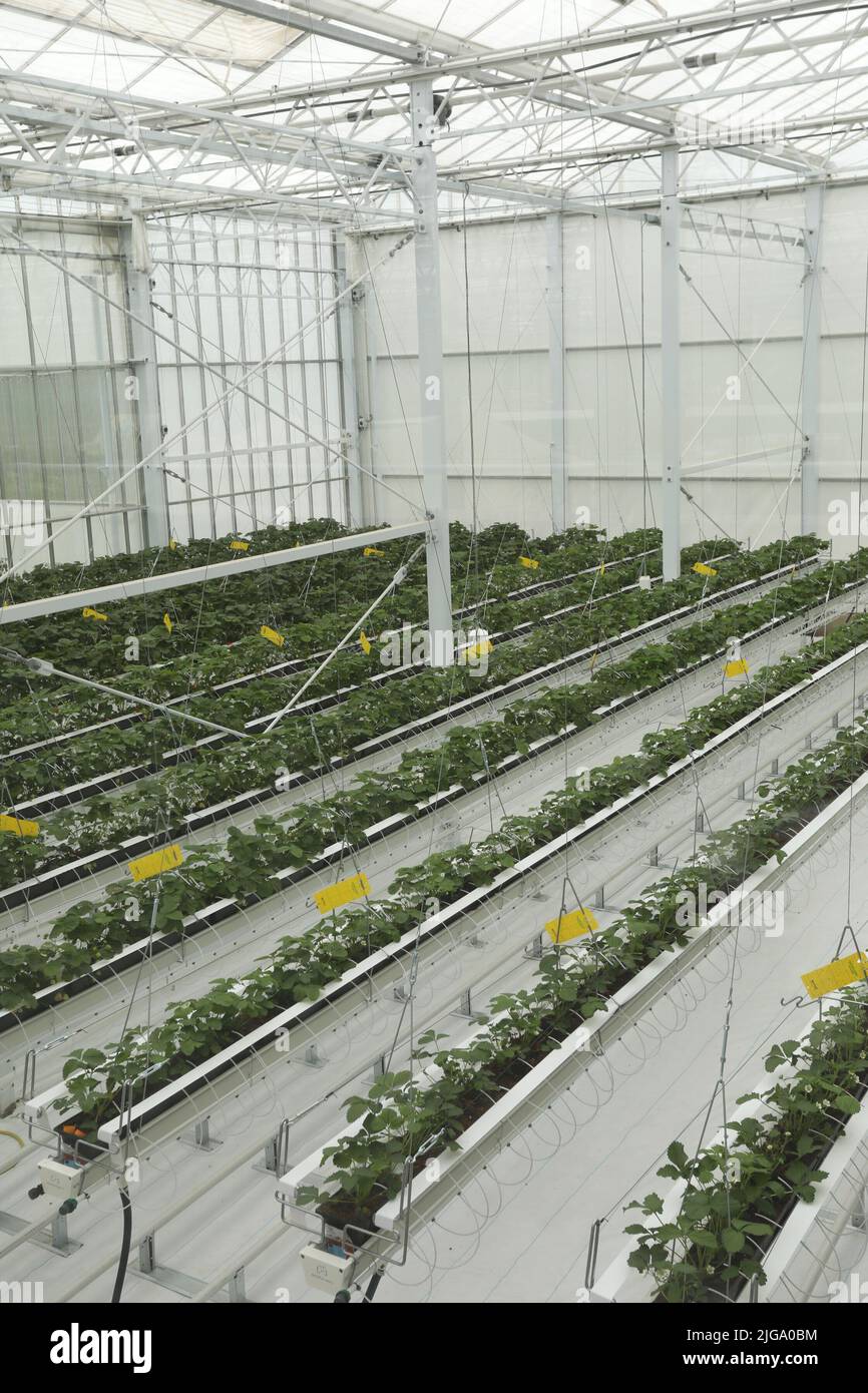 Plantation intérieure de légumes durables Banque D'Images