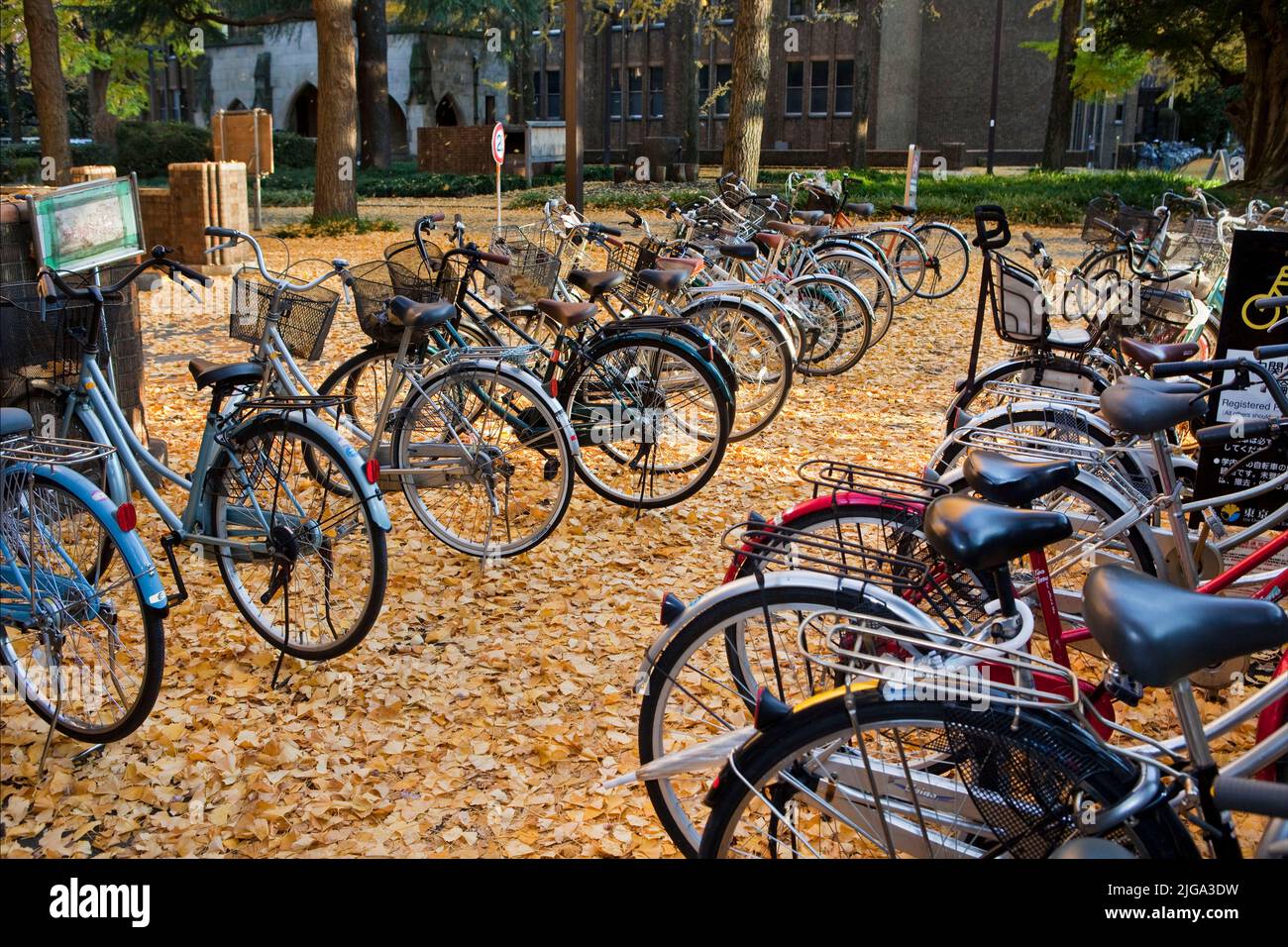 Bicyclettes automne ginko Leaves Tokyo University Tokyo Japon 2 Banque D'Images