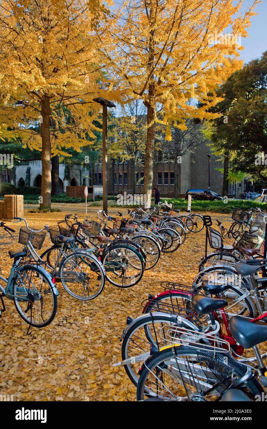 Bicyclettes automne ginko Leaves Tokyo University Tokyo Japon 3 Banque D'Images