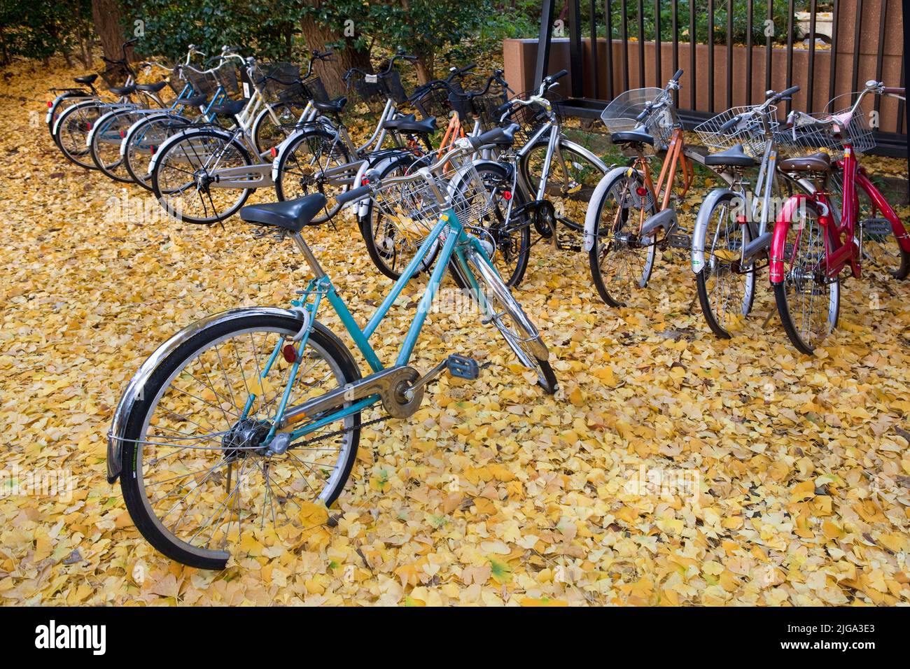 Bicyclettes automne ginko quitte Université de Tokyo Tokyo Japon Banque D'Images