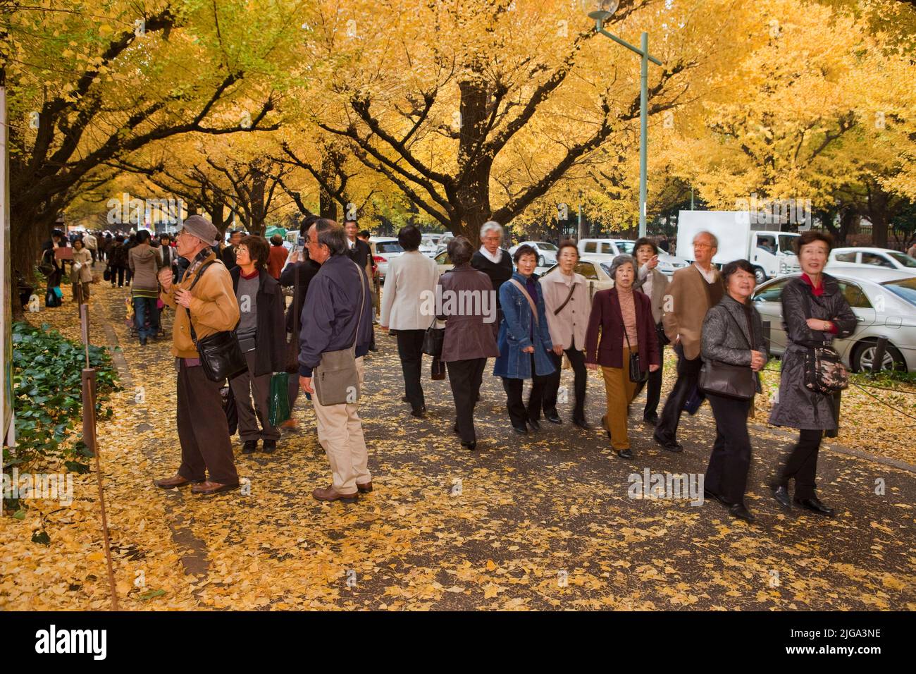Les foules apprécient les arbres ginko automne Tokyo Japon Banque D'Images