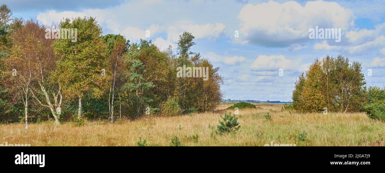 CopySpace et paysage pittoresque de prairies herbeuses et d'arbres forestiers avec un ciel bleu nuageux. Le champ et les exfoliations avec de l'herbe brune pendant l'automne. Vue de Banque D'Images