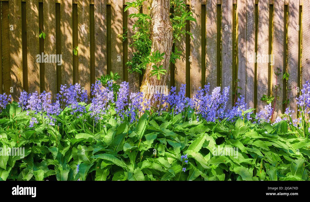 Des cloches poussent dans un jardin verdoyant par une journée ensoleillée avec une porte en bois. Détails de fleurs bleues en harmonie avec la nature, fleur sauvage tranquille Banque D'Images