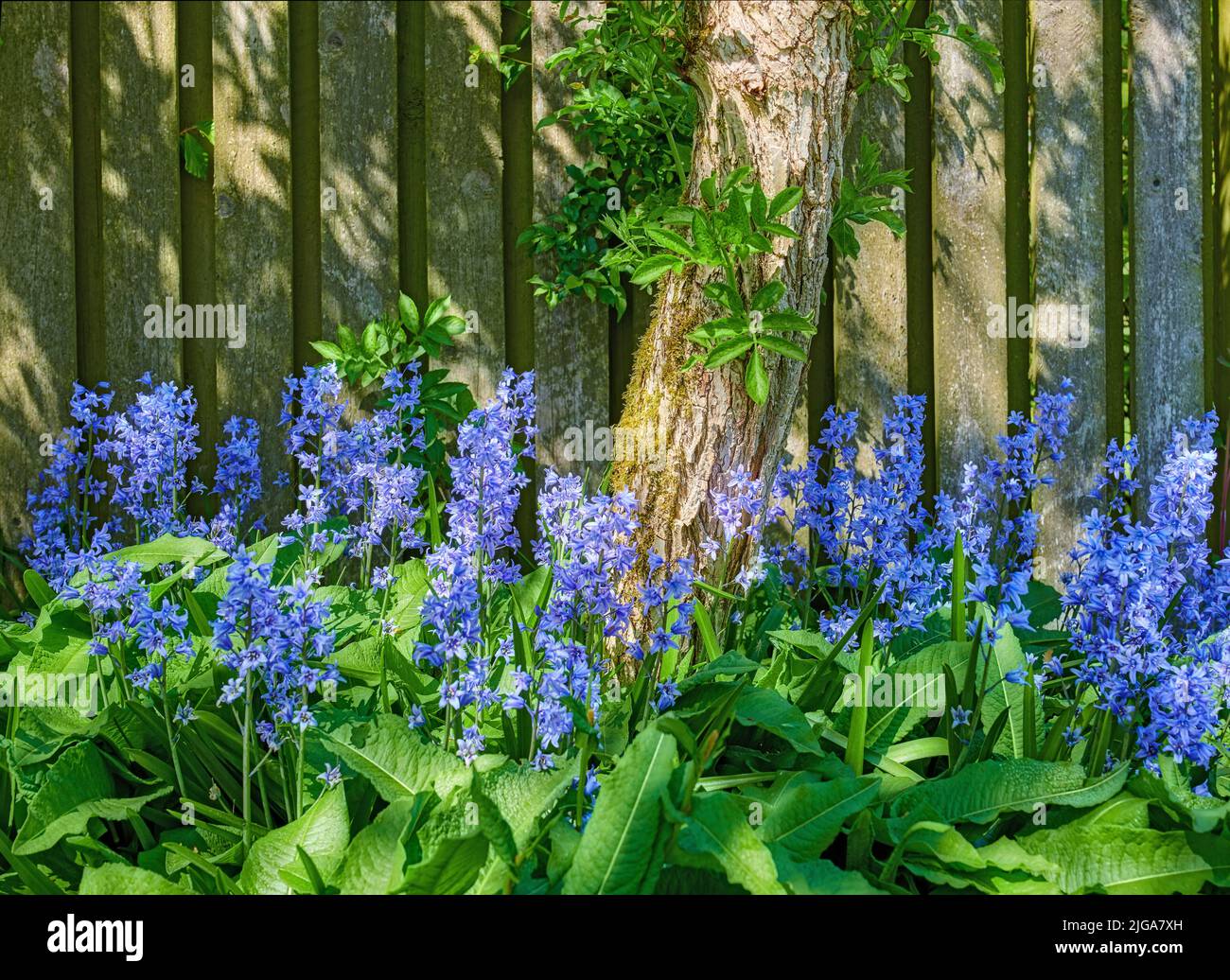 Vue sur le paysage des fleurs bluebell communes qui poussent et fleurissent sur des tiges vertes dans une cour privée ou un jardin isolé. Détail texturé de Banque D'Images