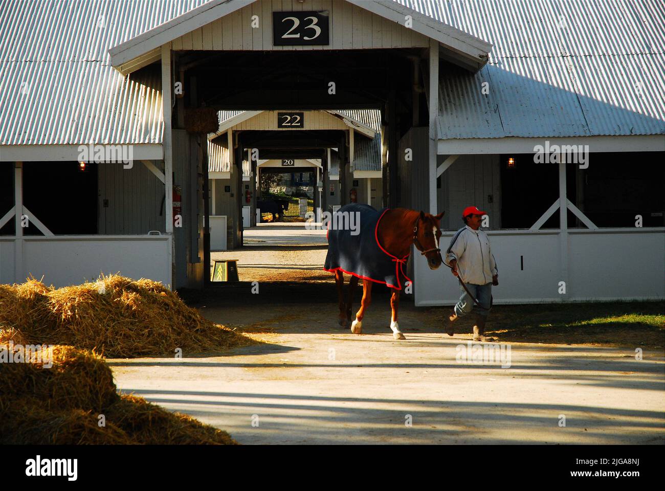 Un homme dirige un cheval de course depuis les écuries de Keeneland Race Track à Lexington Kentucky pendant les exercices du matin Banque D'Images