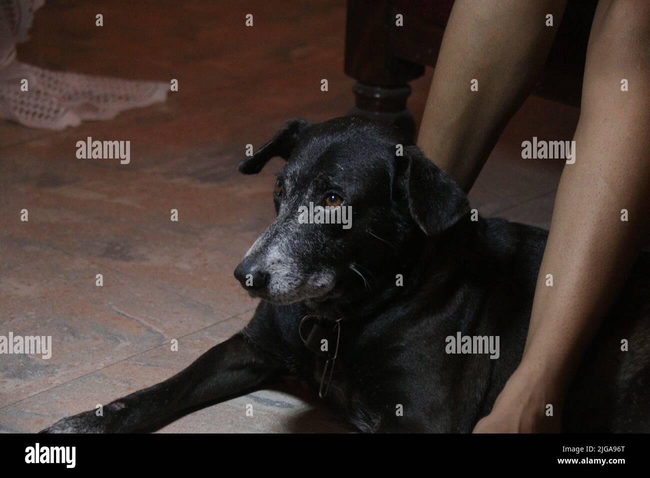 Chiens d'animaux domestiques dans la maison, Sri Lanka Banque D'Images