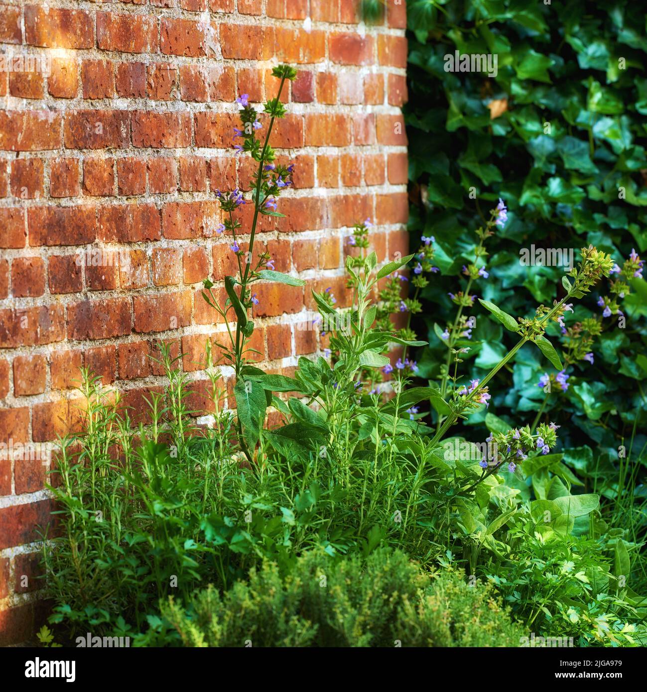 Les violons poussent dans un jardin luxuriant et verdoyant, contre un mur. Belle plante à fleurs violettes qui fleurit à la campagne. Fleurs florissantes sur un Banque D'Images