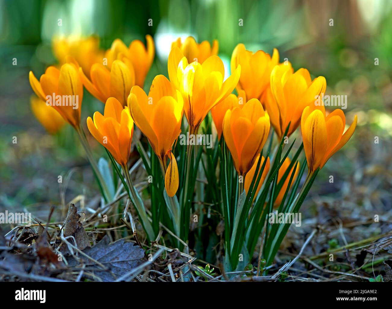 Crocus à faible croissance, les tiges poussent des fleurs souterraines, jaunes, oranges ou violettes symbolisant la renaissance, le changement, la joie et la dévotion romantique. Magnifique sauvage Banque D'Images