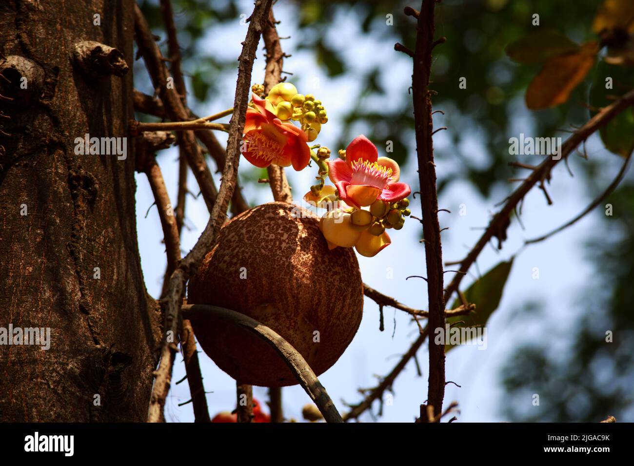 Fleurs tropicales Cannonball arbre à feuilles caduques dans jardin exotique. Sacoglottis guianensis est un arbre à feuilles persistantes avec une couronne oblongue. La famille de plantes Humiriac est dit Banque D'Images