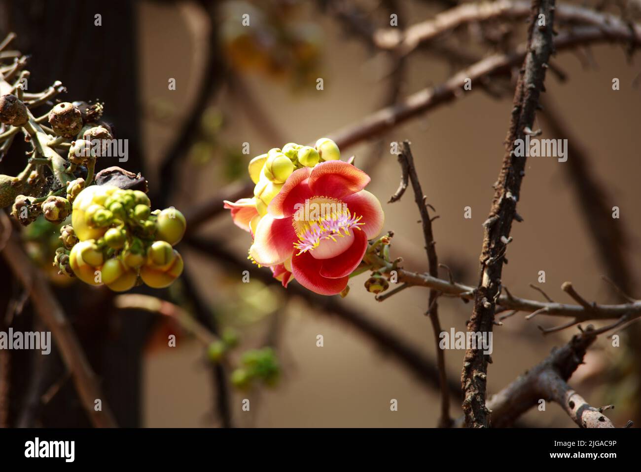 Fleurs tropicales Cannonball arbre à feuilles caduques dans jardin exotique. Sacoglottis guianensis est un arbre à feuilles persistantes avec une couronne oblongue. La famille de plantes Humiriac est dit Banque D'Images