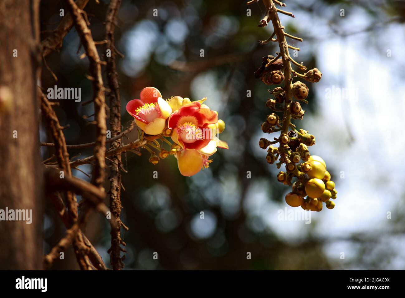Fleurs tropicales Cannonball arbre à feuilles caduques dans jardin exotique. Sacoglottis guianensis est un arbre à feuilles persistantes avec une couronne oblongue. La famille de plantes Humiriac est dit Banque D'Images