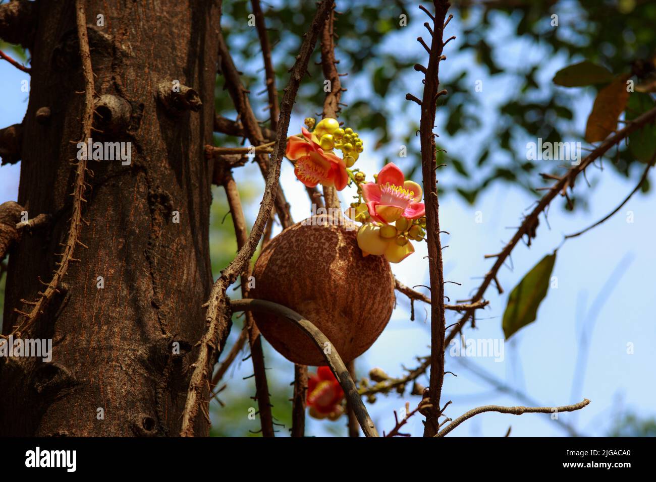 Fleurs tropicales Cannonball arbre à feuilles caduques dans jardin exotique. Sacoglottis guianensis est un arbre à feuilles persistantes avec une couronne oblongue. La famille de plantes Humiriac est dit Banque D'Images