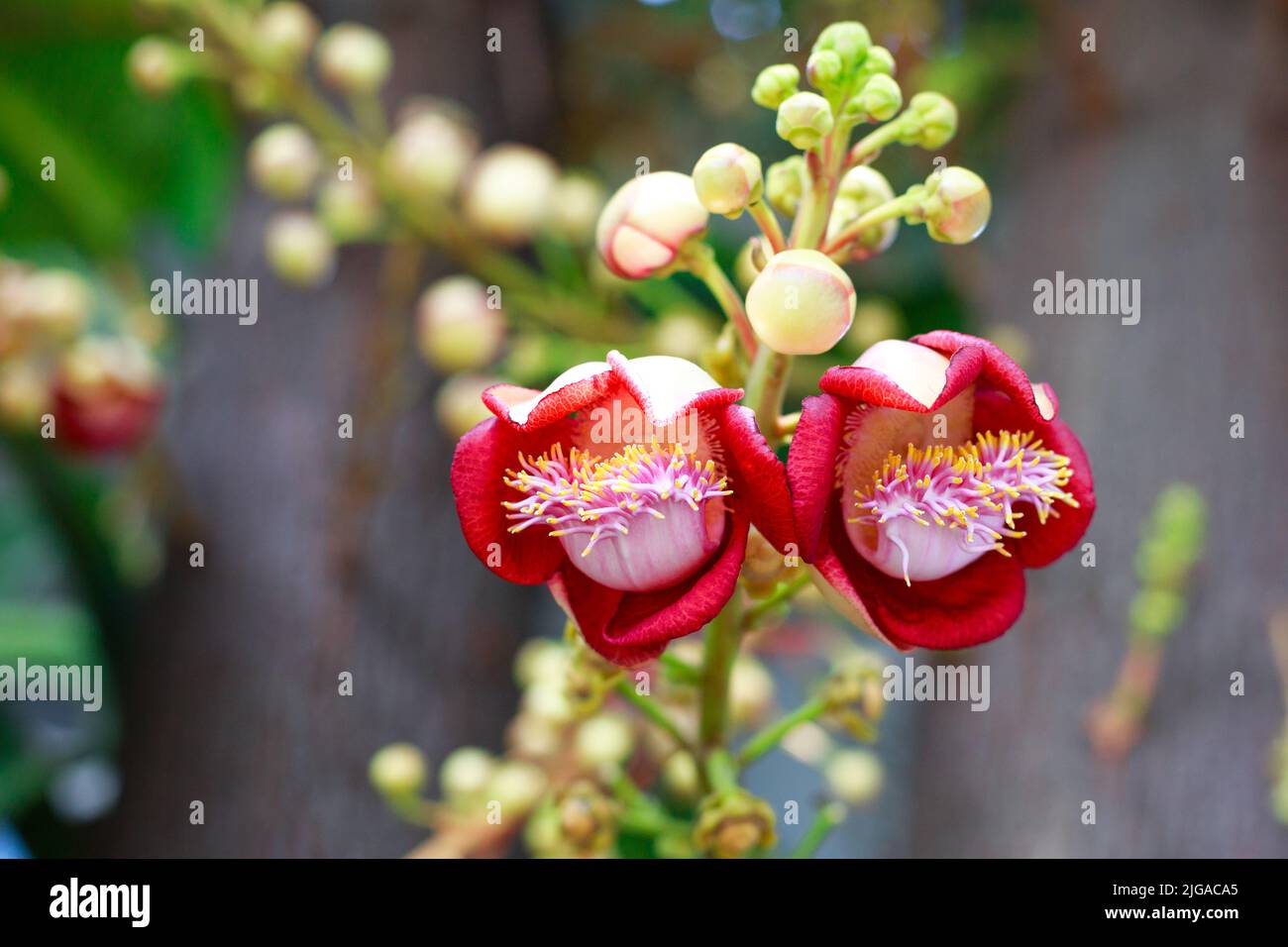 Fleurs tropicales Cannonball arbre à feuilles caduques dans jardin exotique. Sacoglottis guianensis est un arbre à feuilles persistantes avec une couronne oblongue. La famille de plantes Humiriac est dit Banque D'Images