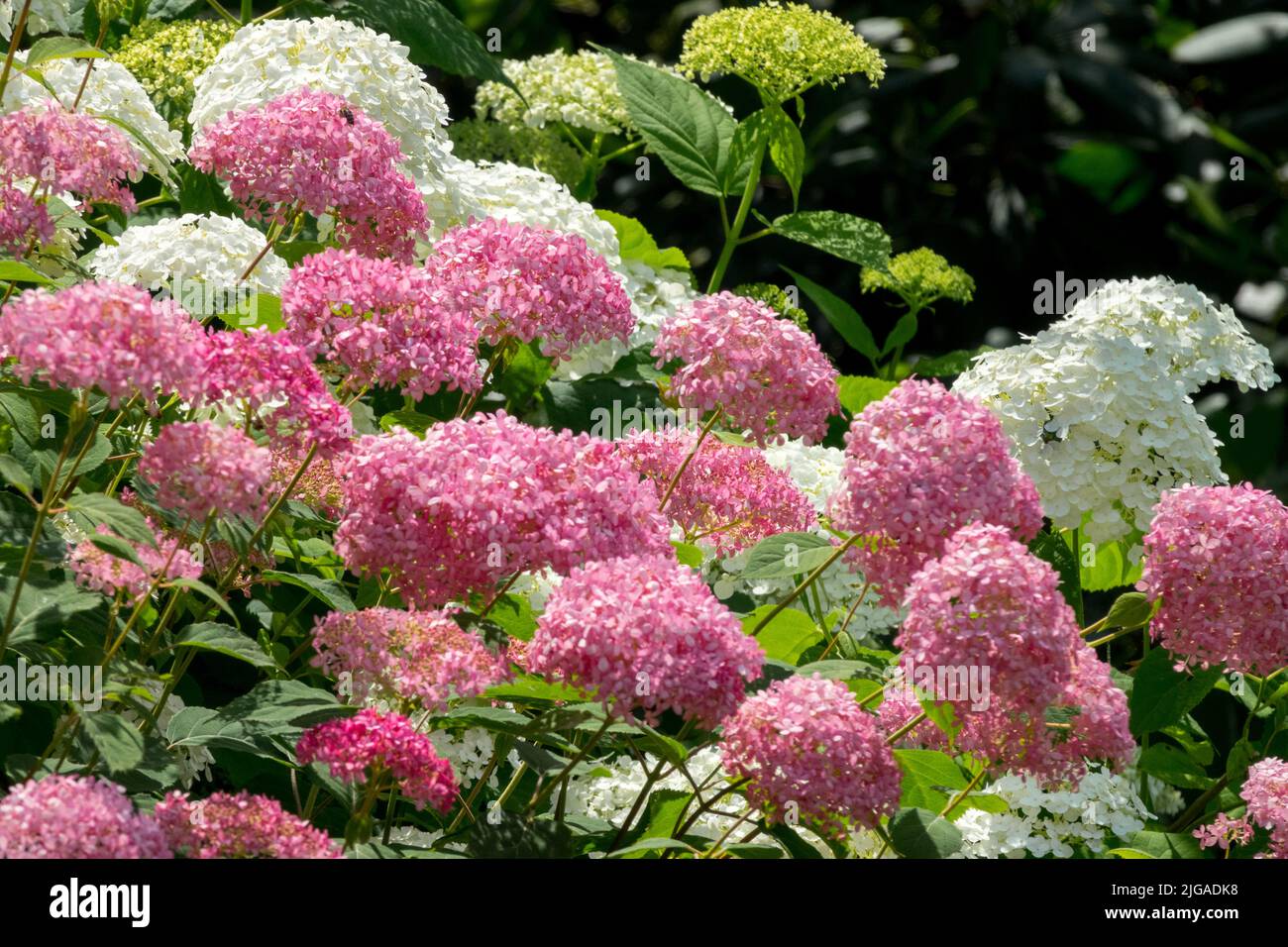 Hortensia Annabelle rose, Hytensia arborescens Annabelle rose, Hytensia à tête de Mophead, Hortensia à tête plate, Hytensia à hortengeas à tête plate Banque D'Images