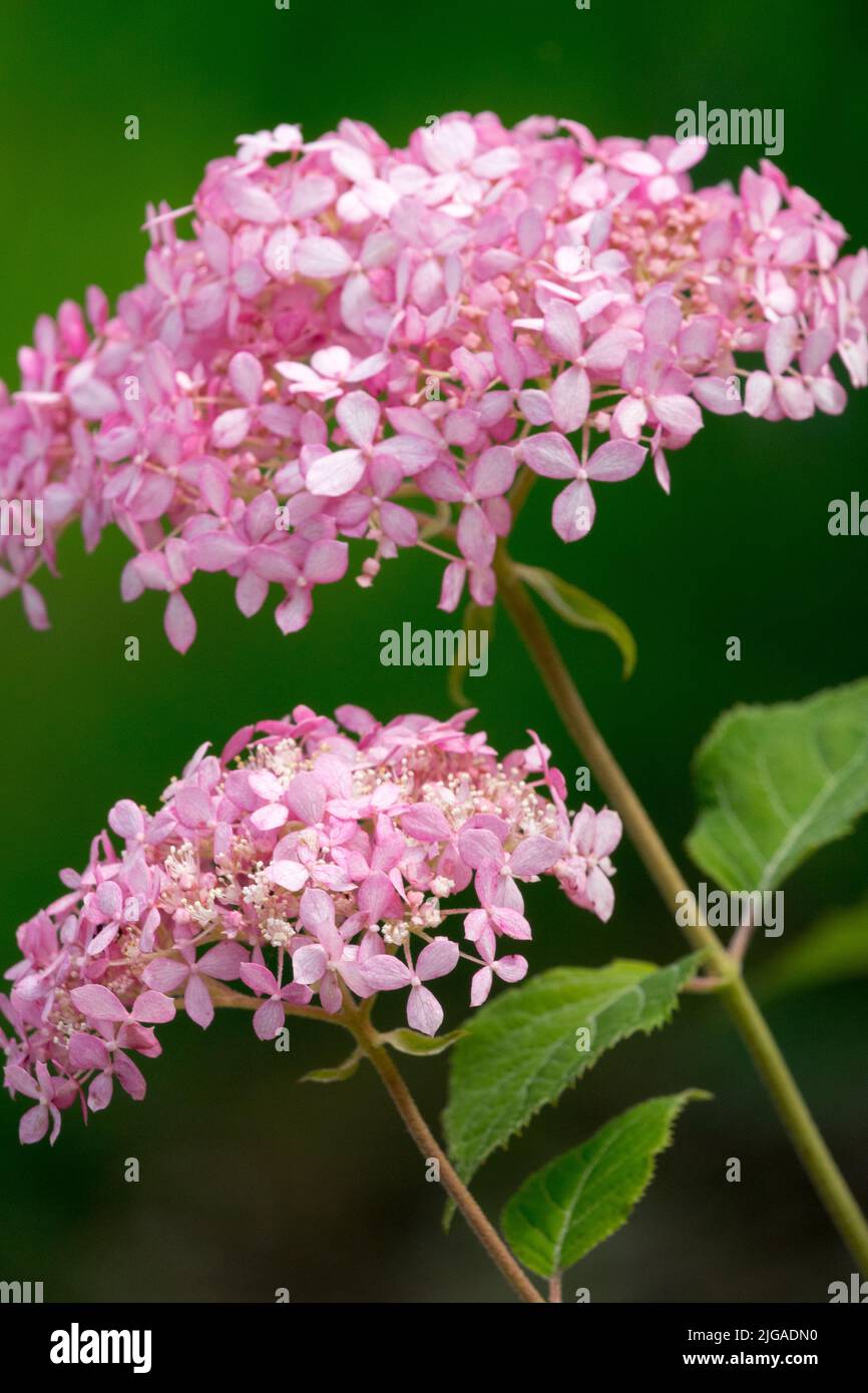 Belle hortensia rose, têtes de fleurs, Hortensia arborescens 'Pink Annabelle', Hytensia 'Pink Annabelle' Banque D'Images