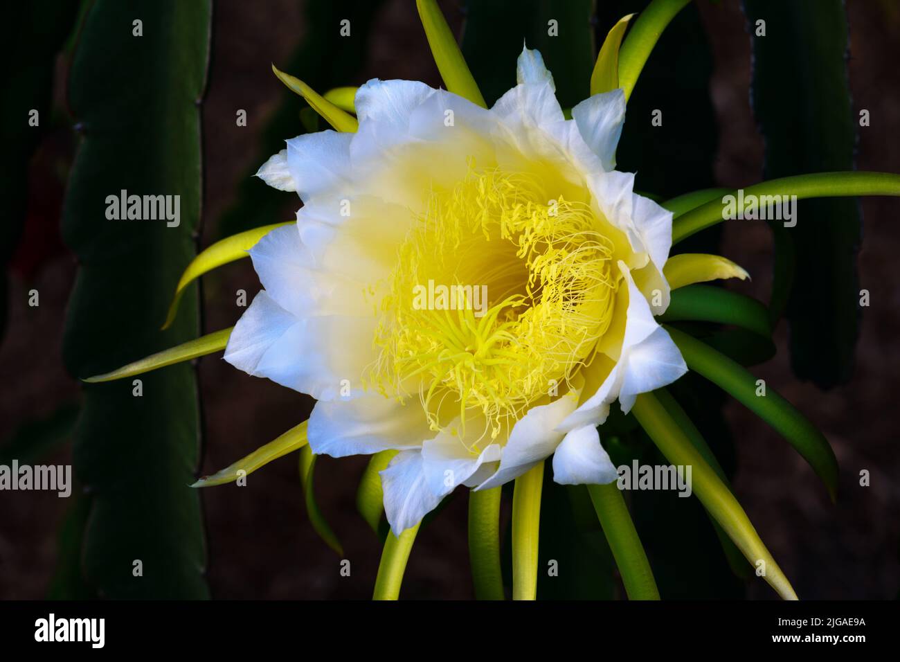 Fleur blanche de fruit de dragon, fleur de nuit. Banque D'Images
