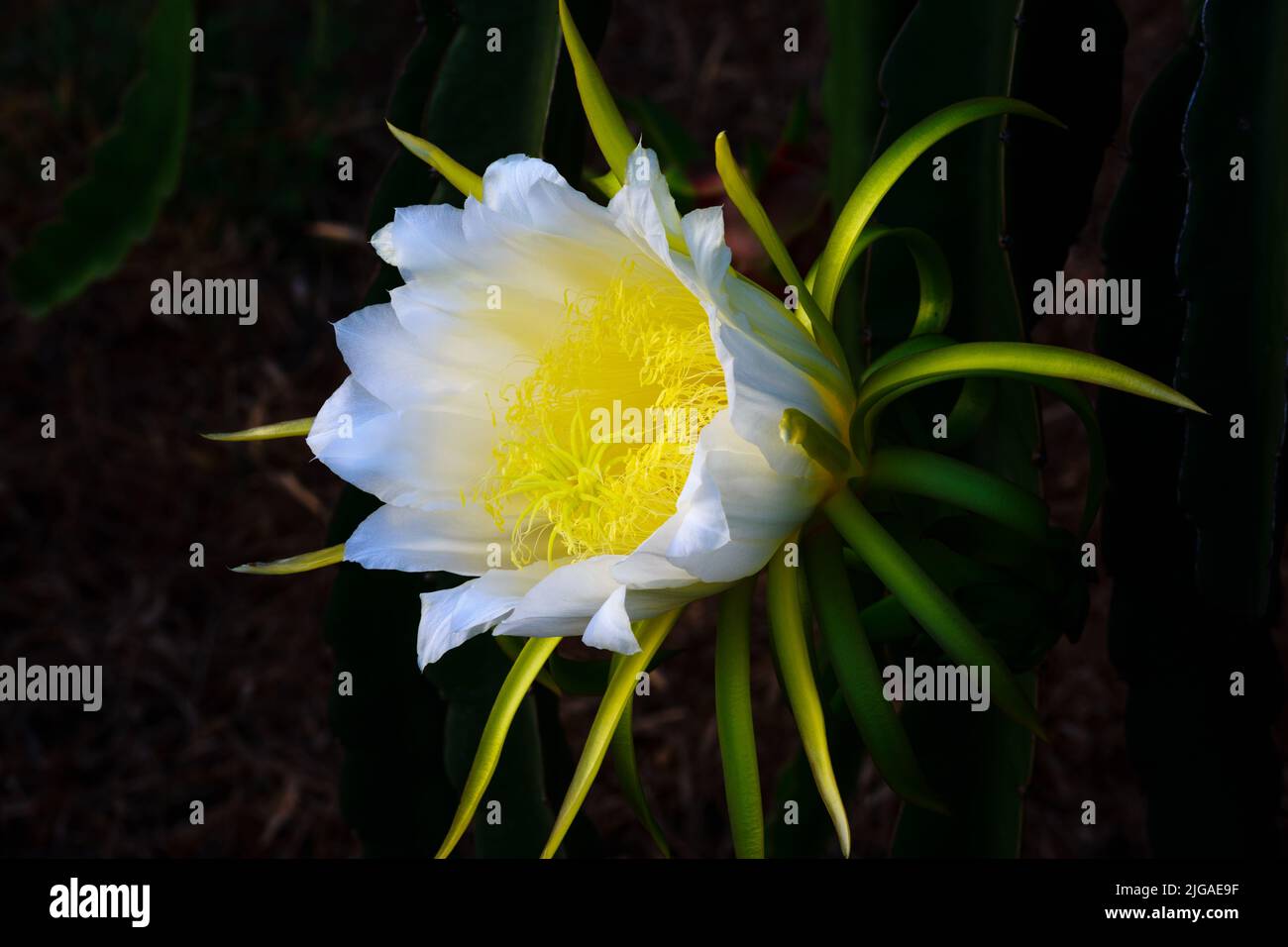 Fleur blanche de fruit de dragon, fleur de nuit. Banque D'Images