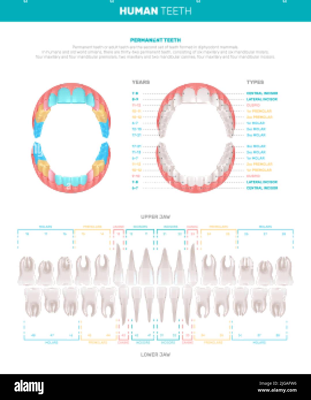 Dents humaines infographies réalistes avec vues des mâchoires et des dents individuelles avec légendes de texte illustration vectorielle de code couleur Illustration de Vecteur