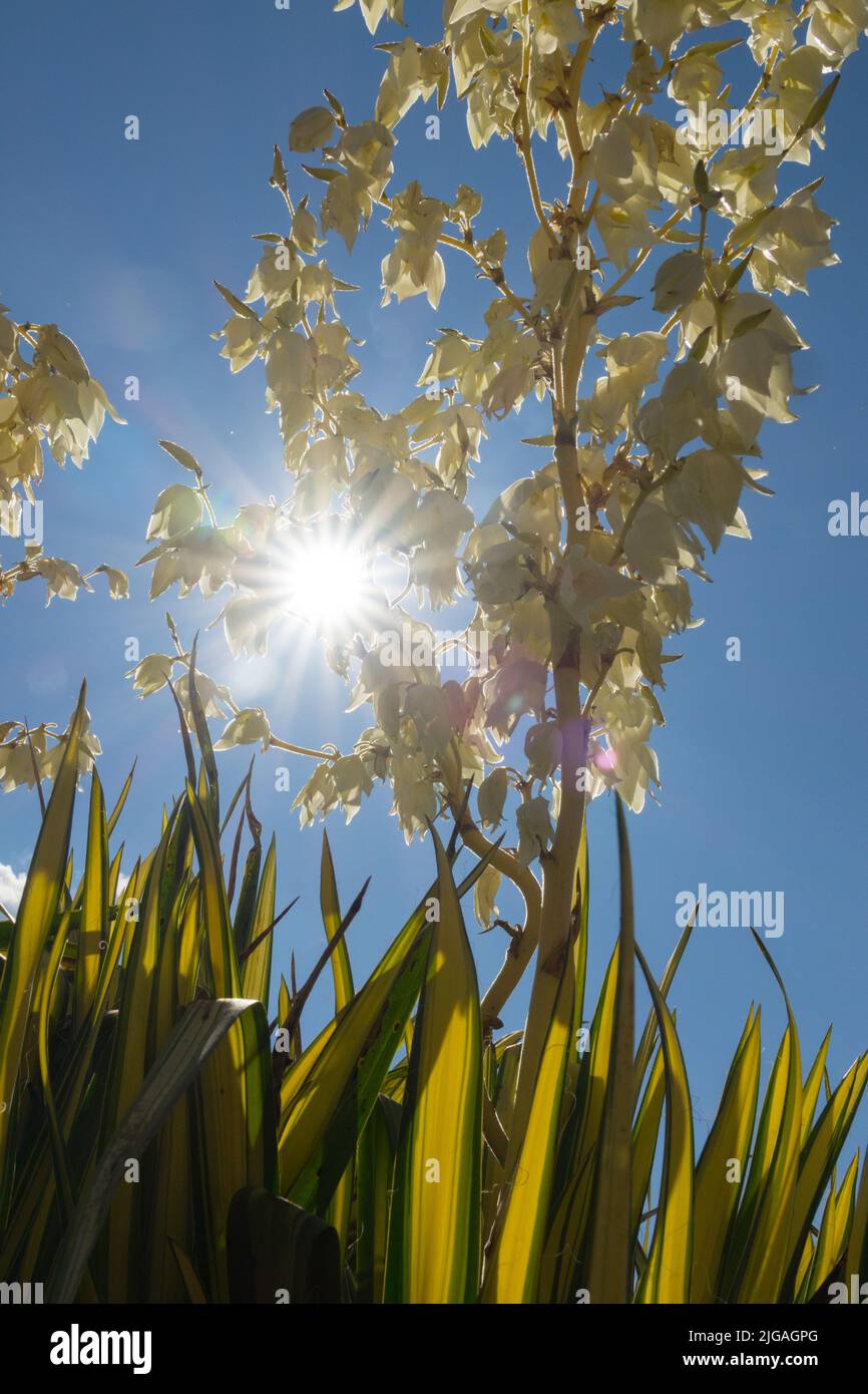 Palmier à aiguilles, yucca flaccida 'Golden Sword', Adams Needle, Flowers Garden, été, place du soleil Banque D'Images
