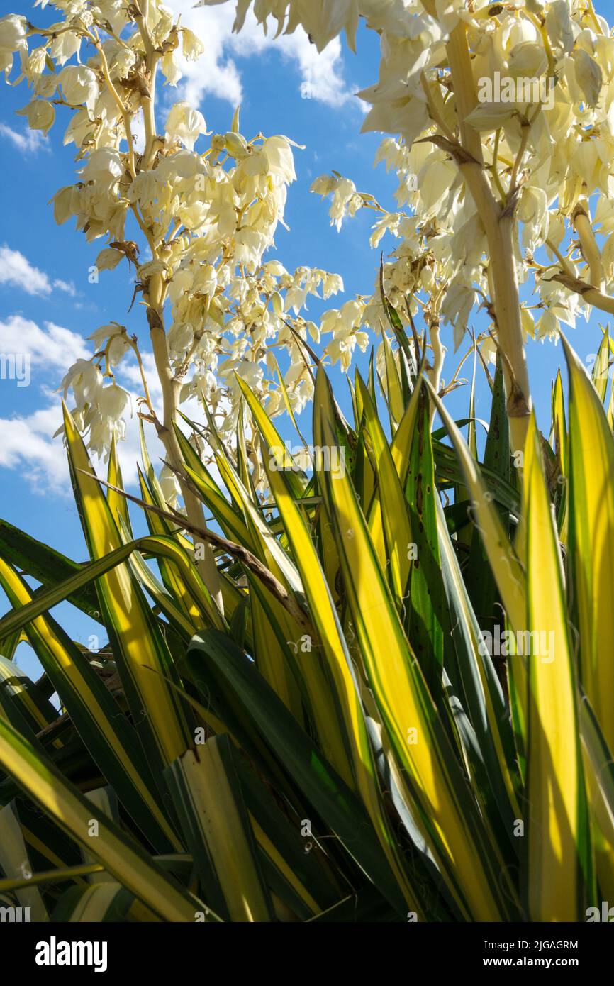 Spoonleaf Yucca 'Golden Sword', Adams Needle, Amérique du Nord, plante indigène, fleur, Feuilles variétées Banque D'Images
