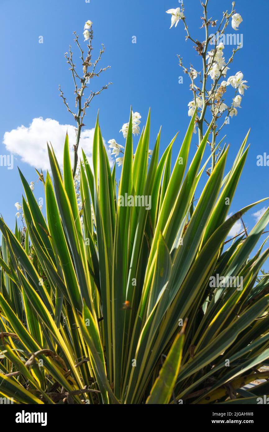 Adams Needle, Yucca 'Bright Edge', succulent, fleur de Yucca filamentosa, jardin, Usine Banque D'Images