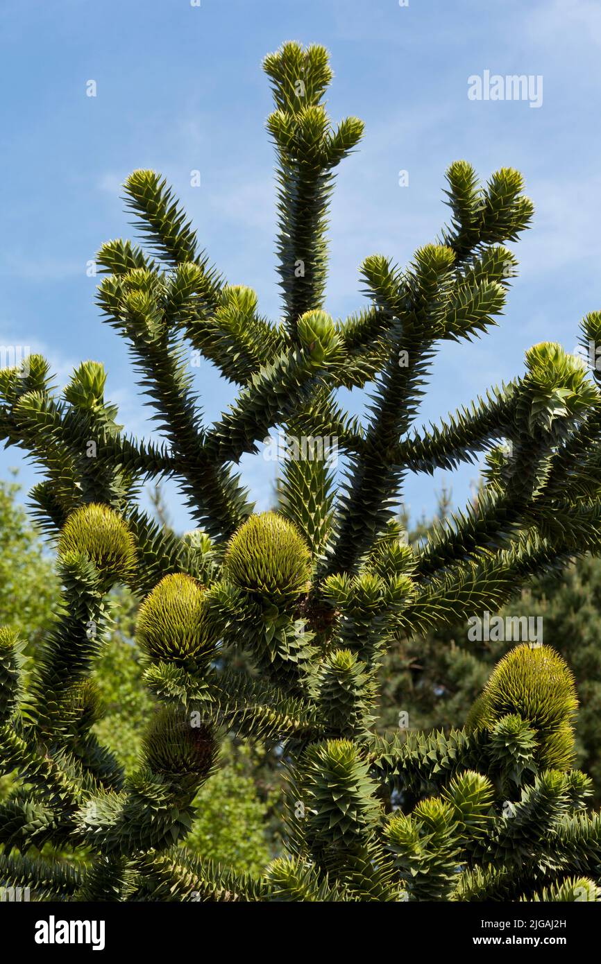 Un arbre monkey puzzle Banque D'Images