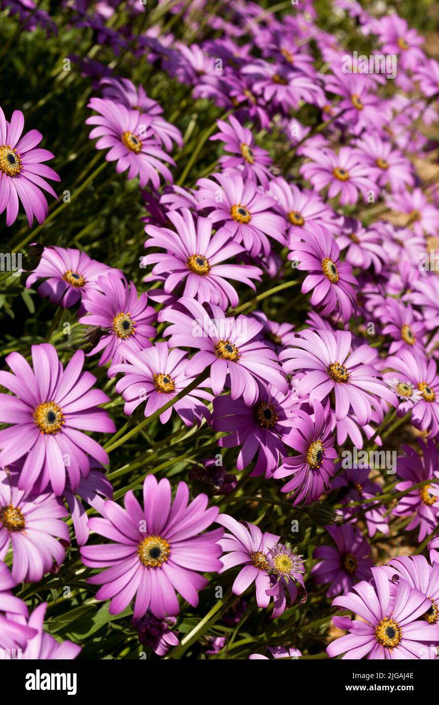 Grandes fleurs d'Osteospermum rose ressemblant à des marguerites Banque D'Images