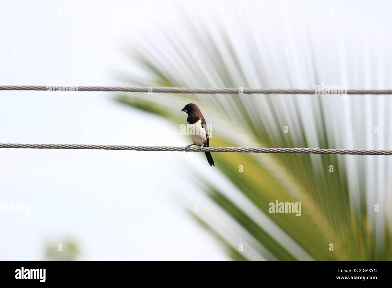 Petit oiseau indien assis. Myna indienne avec tête blanche et brune assise Banque D'Images