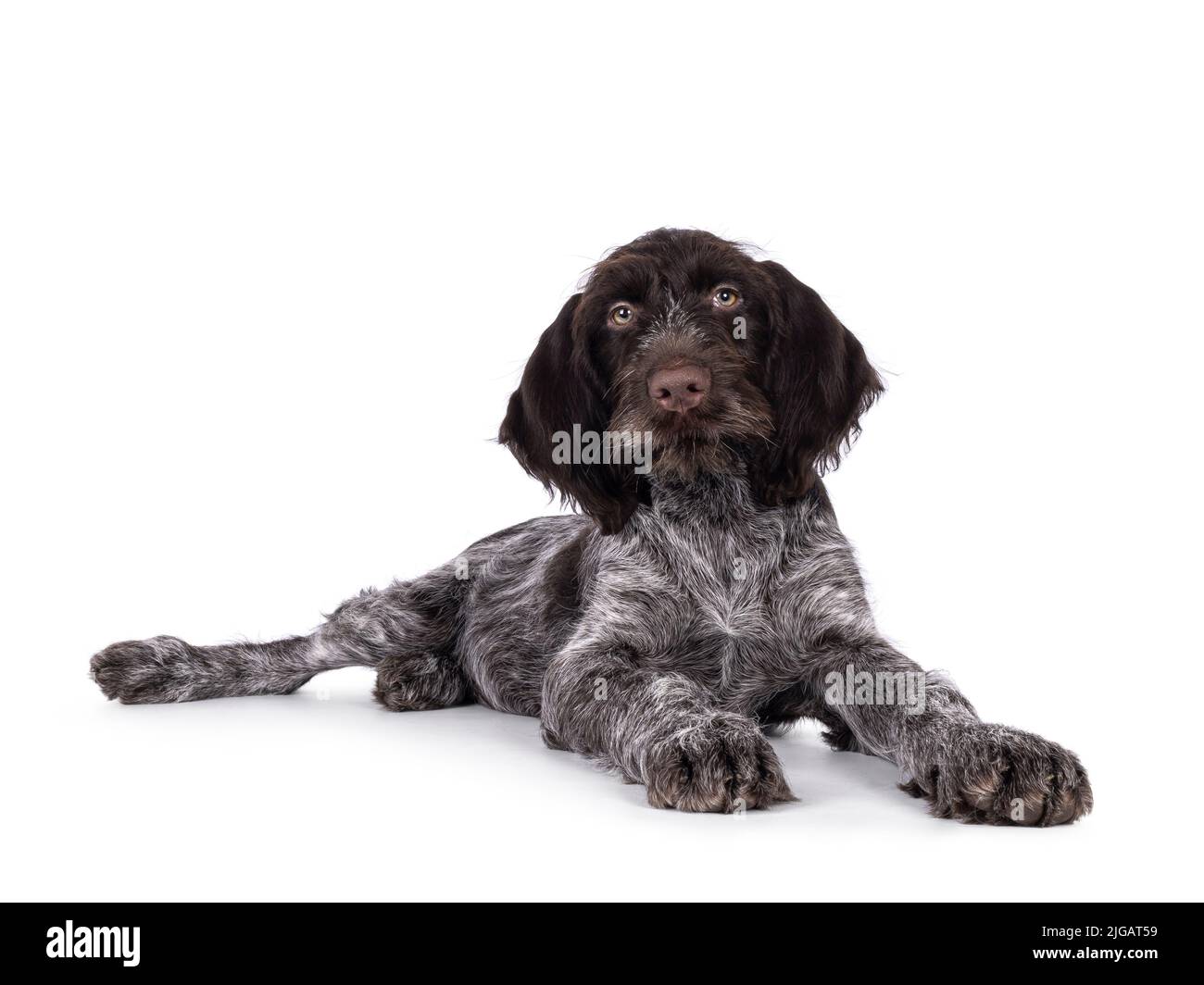 Jeune chien-pointeur allemand brun et blanc à poil dur, allongé. Regarder directement vers l'appareil photo. Isolé sur un fond blanc. Banque D'Images