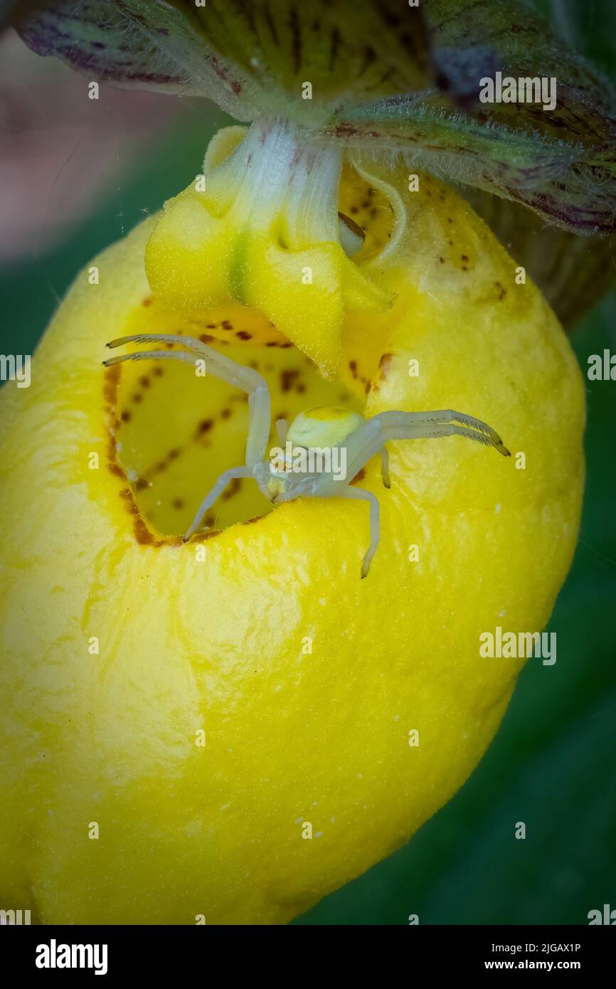Une araignée de crabe attend sa proie sur une fleur sauvage jaune de slipper dans le comté de Door, Wisconsin. Banque D'Images