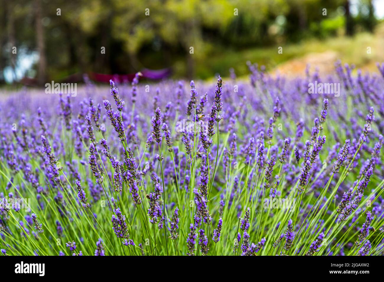 Panicules de fleurs de lavande. Toutefois, la lavandin est cultivée dans ce domaine. La vraie lavande et la lavandin sont reliées, mais entre la vraie lavande (Lavandula angustifolia) et la lavandin (Lavandula Super) il y a une différence, entre autres choses, dans les nuances de parfum, d'effet médicinal et de rendement Banque D'Images