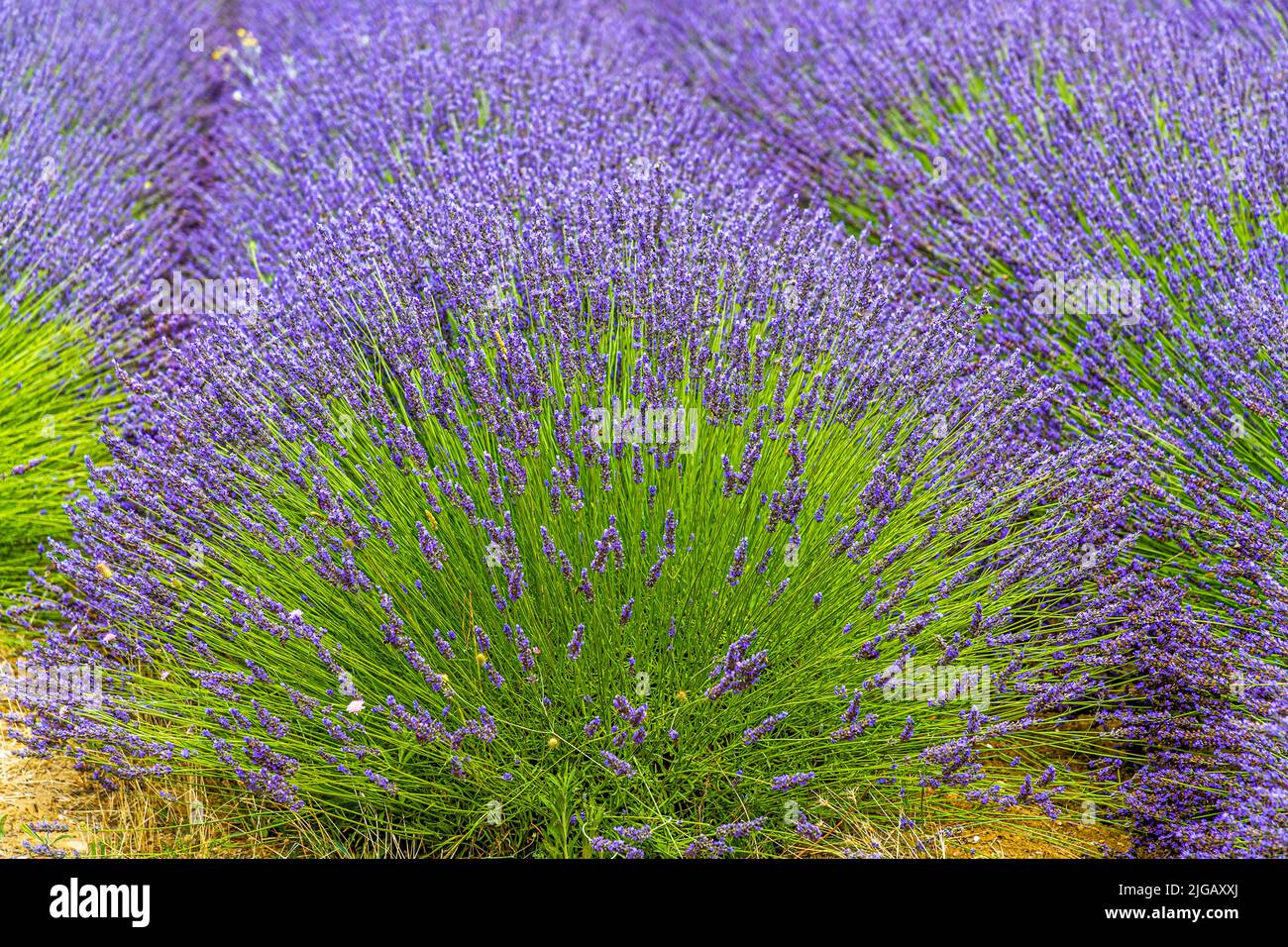 Le lavandin forme généralement des fleurs plus grandes et beaucoup plus nombreuses que le vrai lavande, comme on le voit ici dans un champ près de Gignac, en France. Un avantage décisif pour l'industrie est également le rendement presque six fois plus élevé en huiles essentielles que fournit le lavandin : environ 40 kilogrammes de panicules de fleurs de lavandin suffisent pour obtenir la même quantité d'huile que environ 150 kilogrammes de vrai lavande. Alors que pour la vraie lavande, les cultivateurs doivent attendre deux à quatre ans pour la première récolte, l'extraction d'huile à partir des champs de lavandin peut commencer dès la première année. Banque D'Images