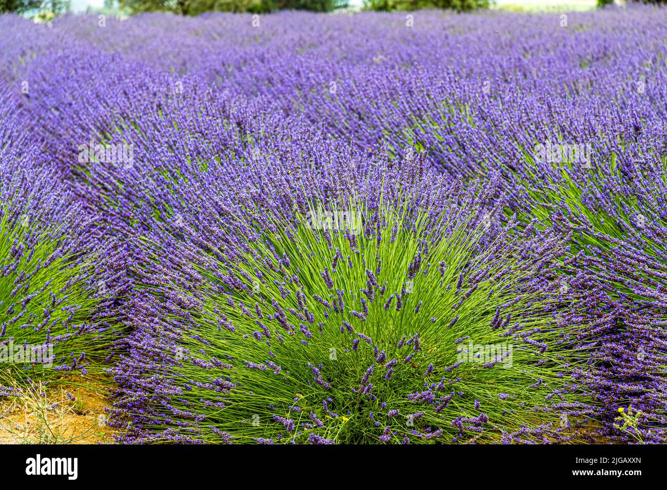 Le lavandin forme généralement des fleurs plus grandes et beaucoup plus nombreuses que le vrai lavande, comme on le voit ici dans un champ près de Gignac, en France. Un avantage décisif pour l'industrie est également le rendement presque six fois plus élevé en huiles essentielles que fournit le lavandin : environ 40 kilogrammes de panicules de fleurs de lavandin suffisent pour obtenir la même quantité d'huile que environ 150 kilogrammes de vrai lavande. Alors que pour la vraie lavande, les cultivateurs doivent attendre deux à quatre ans pour la première récolte, l'extraction d'huile à partir des champs de lavandin peut commencer dès la première année. Banque D'Images