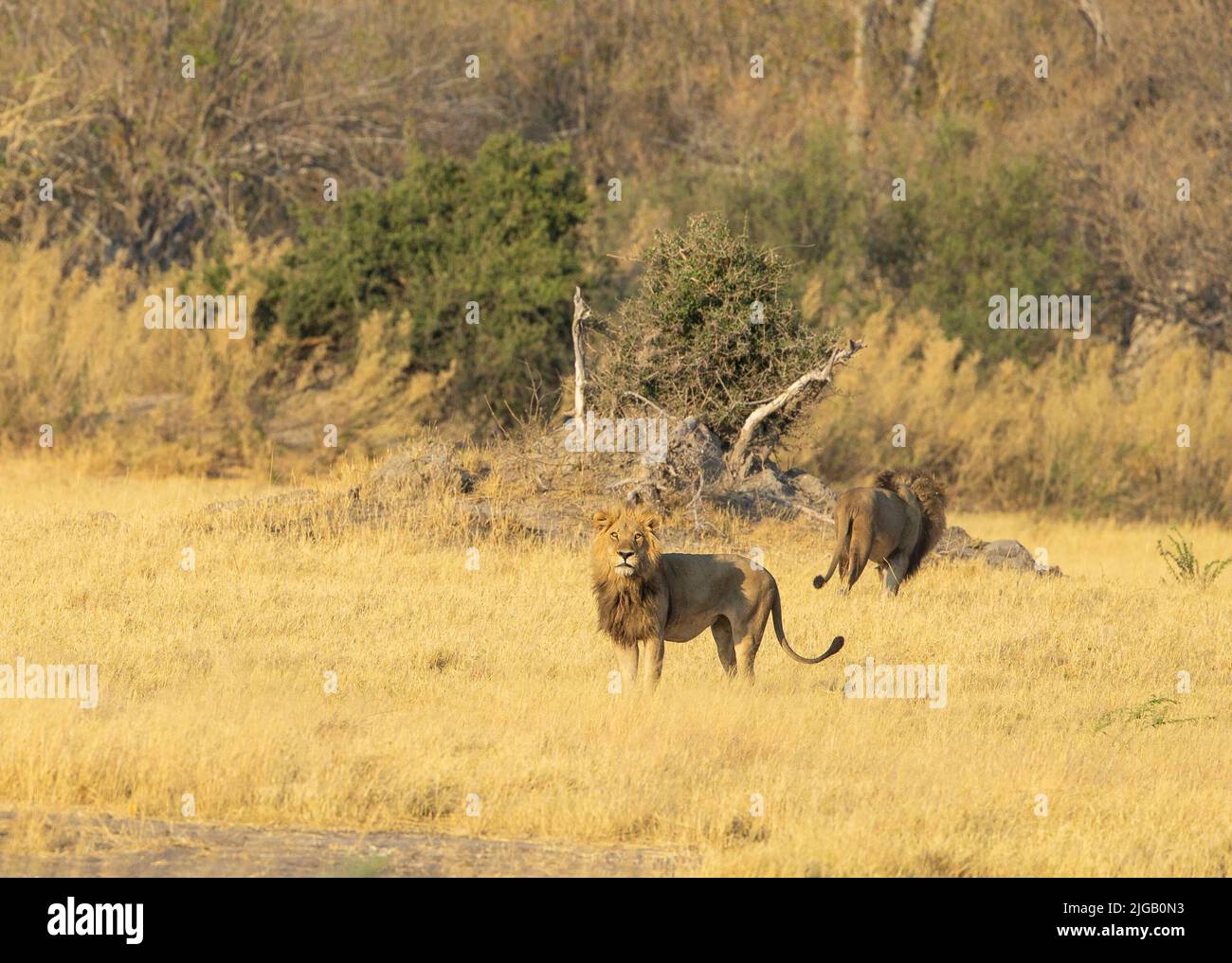 Lions (Panthera leo) sur savane ouverte Banque D'Images
