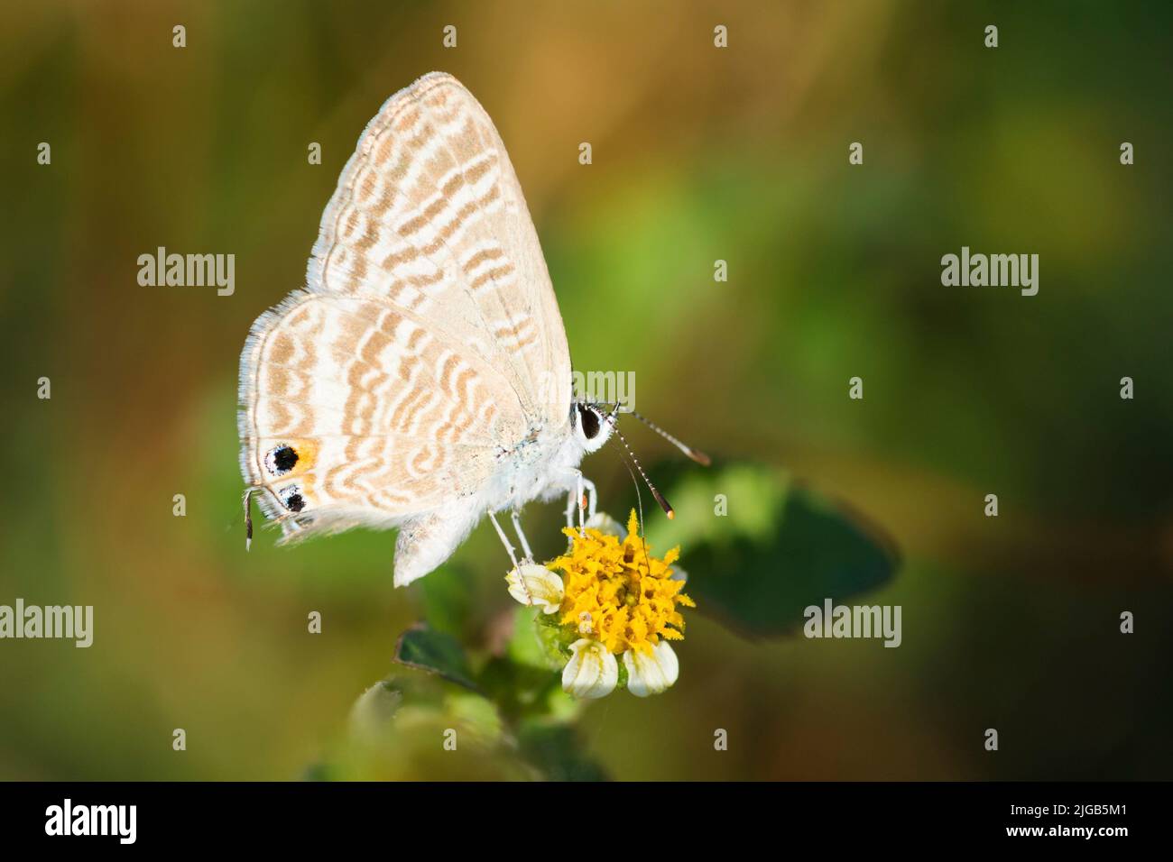 Petit papillon bleu sur une fleur, Lampides Boeticus Banque D'Images