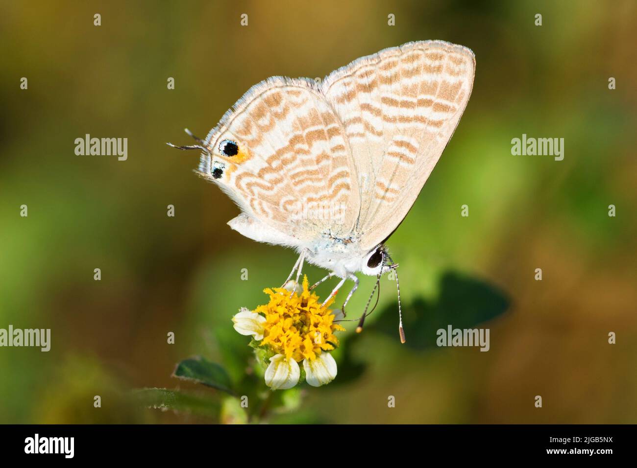 Petit papillon bleu sur une fleur, Lampides Boeticus Banque D'Images