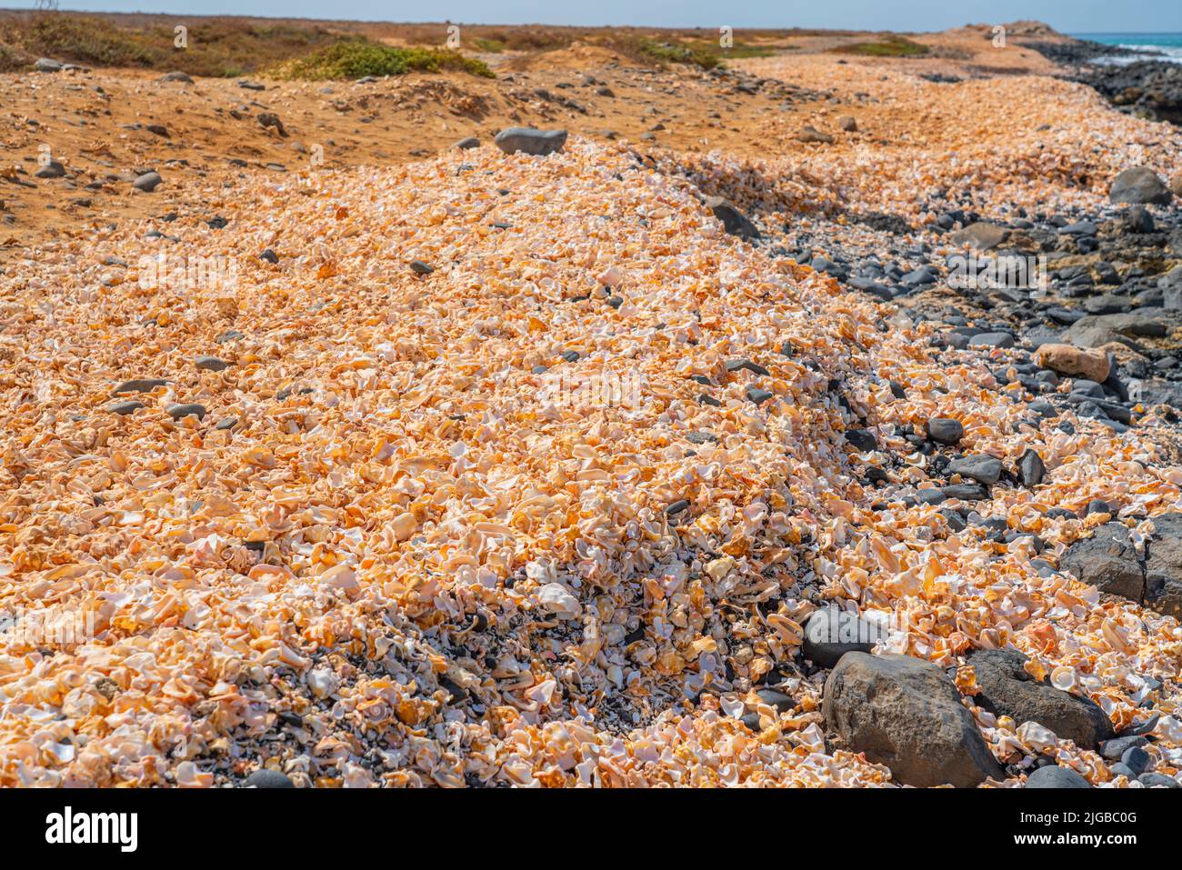 Fond de coquillages, beaucoup de coquillages à la plage, Cap-Vert Banque D'Images