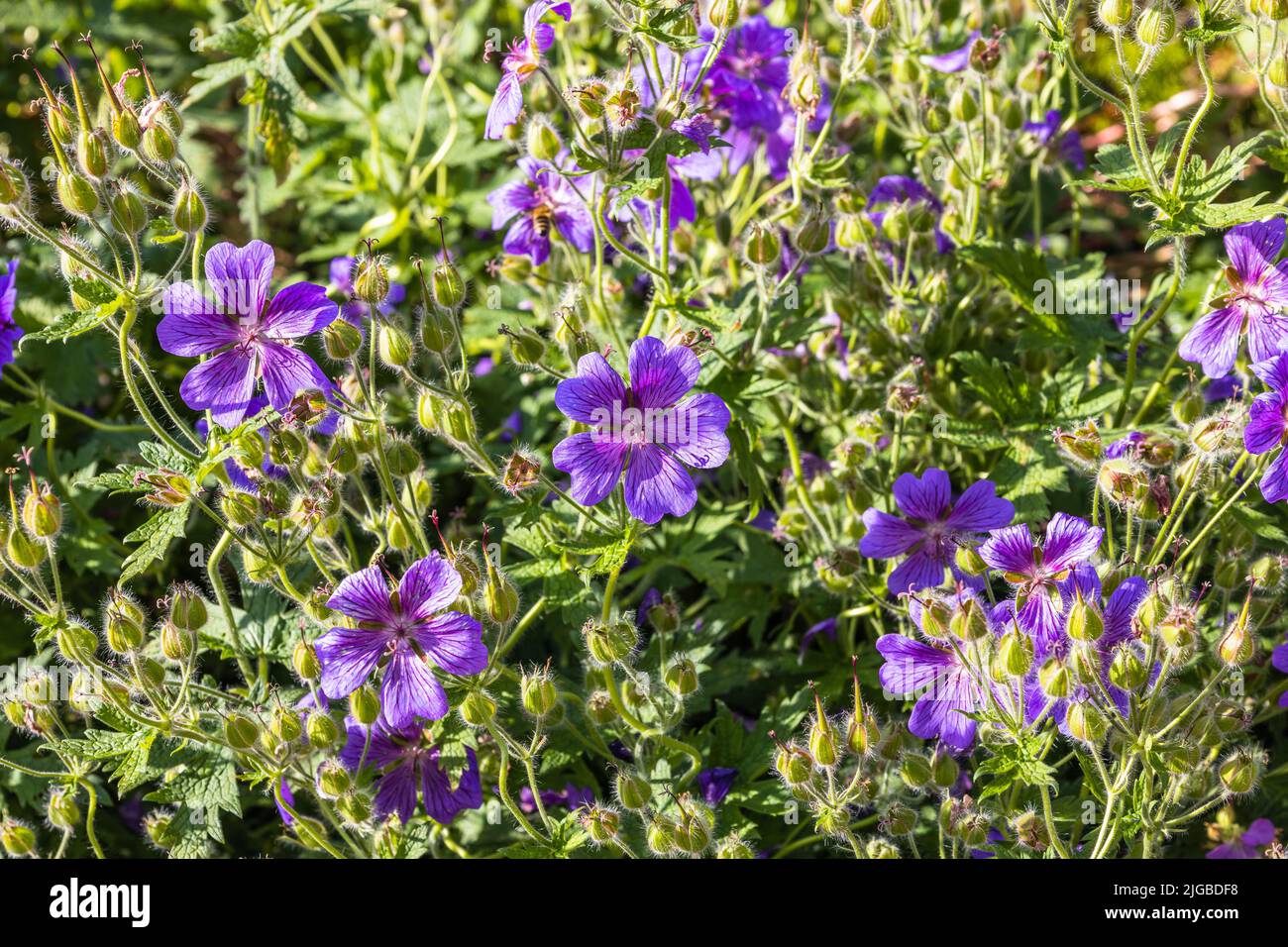 Fleurs géraniums fleurissent dans le jardin d'été Banque D'Images