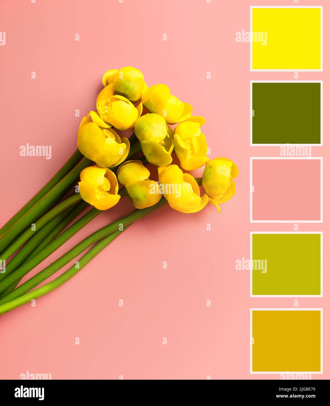 Bouquet de nénuphars jaunes sur fond rose. Différents échantillons de couleur Banque D'Images