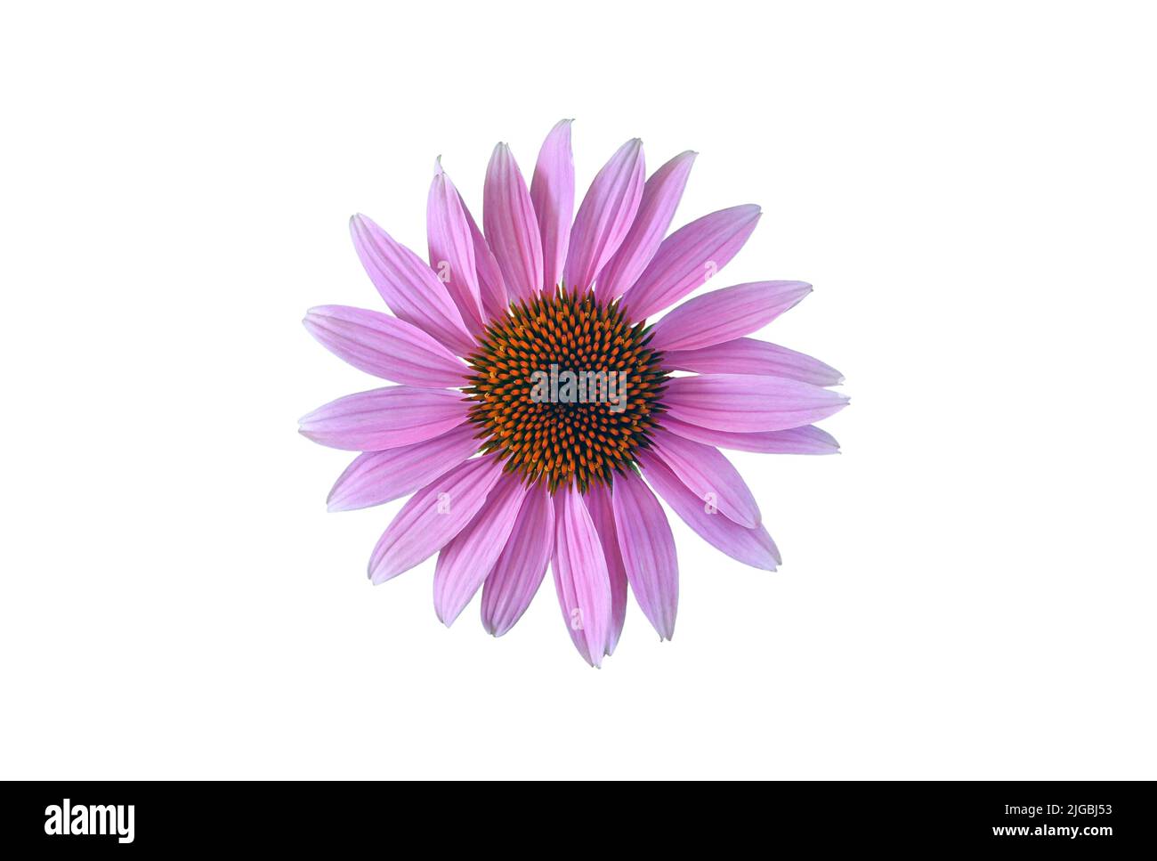 Fleur de conefères pourpre de l'est (Echinacea purpurea), isolée sur fond blanc Banque D'Images