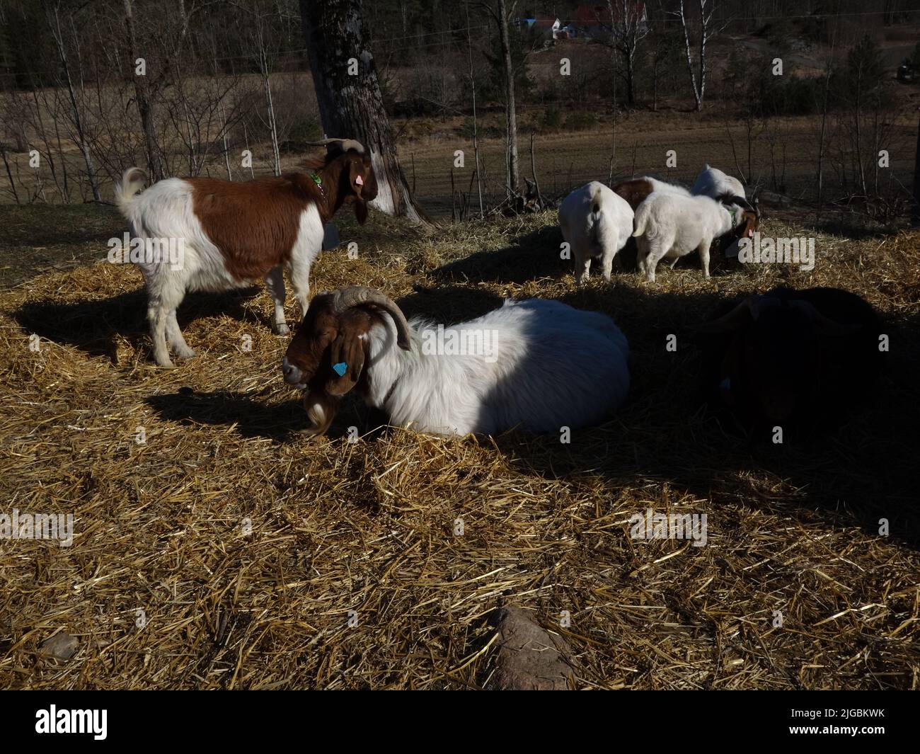 Les chèvres s'apprécient au soleil de printemps et laissent passer les jours. Banque D'Images
