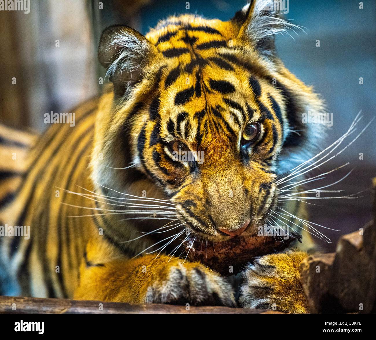Tigre de Sumatran (Panthera tigris sumatrae), espèce de tigre rare qui habite l'île indonésienne de Sumatra Banque D'Images